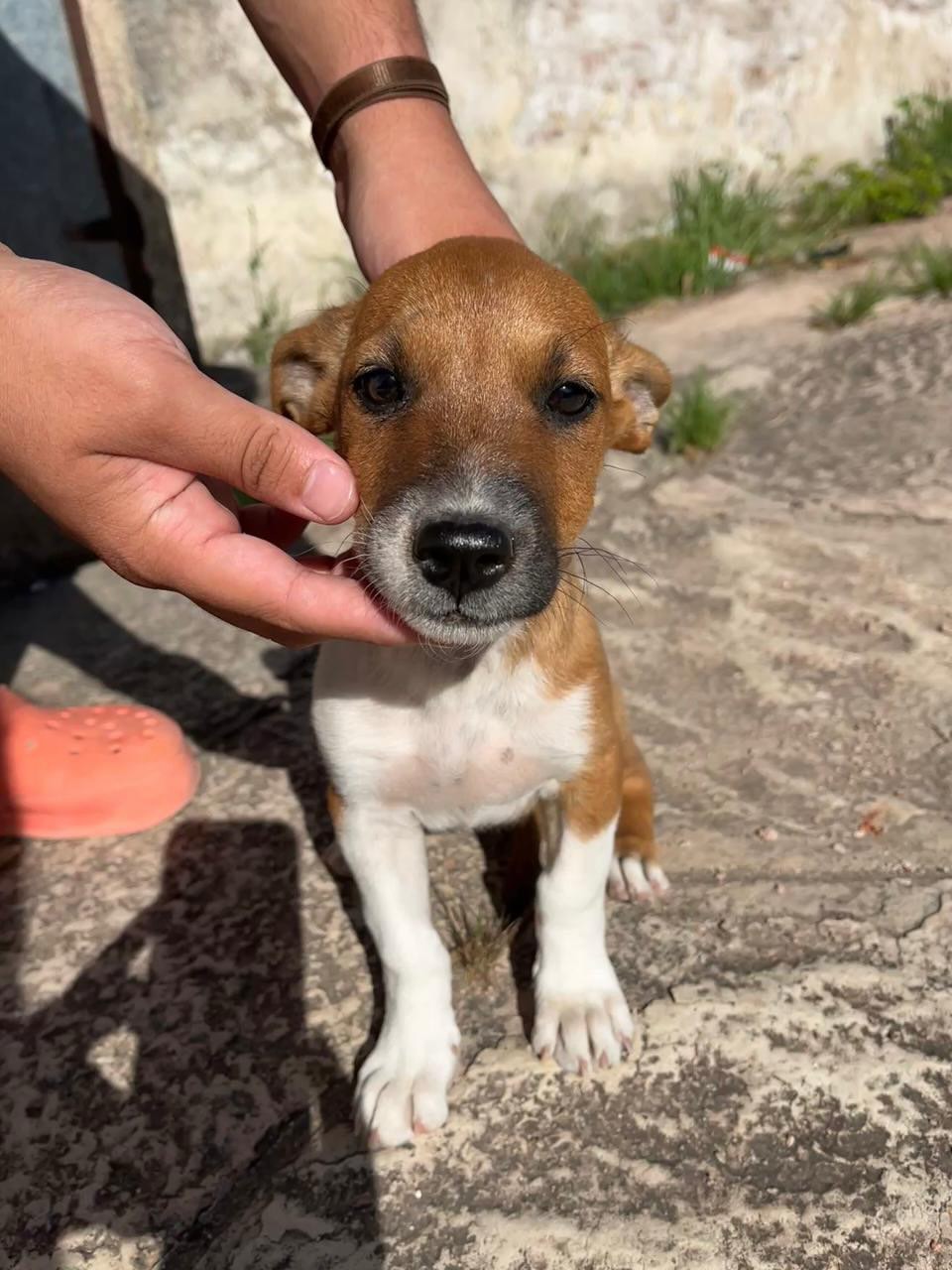 Perros buscando un hogar